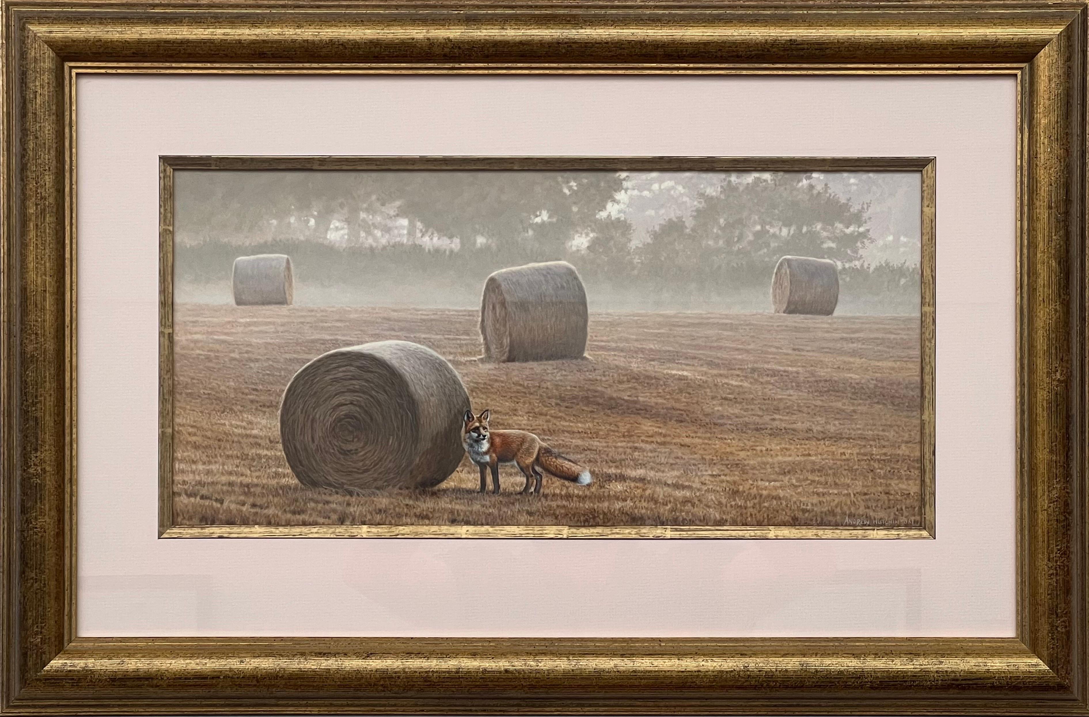 Renard au milieu des bottes de foin par un matin brumeux dans un champ de la campagne anglaise