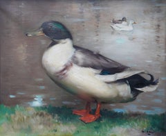 Drake Mallard Duck Portrait - Scottish 1920's animal art oil painting