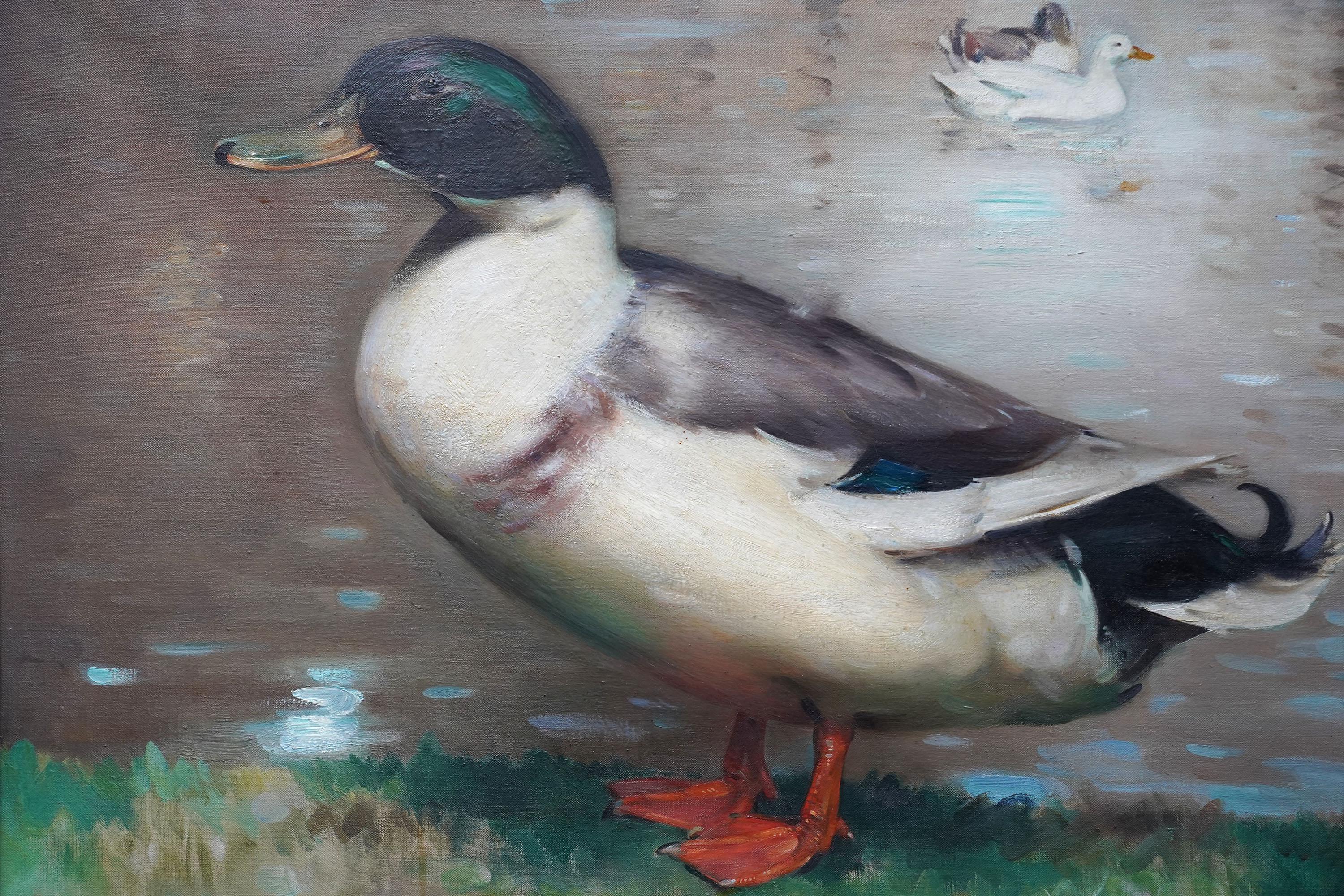 Retrato de pato azulón Drake - Pintura al óleo escocesa de arte animal de 1920 - Painting Realista de Andrew Law