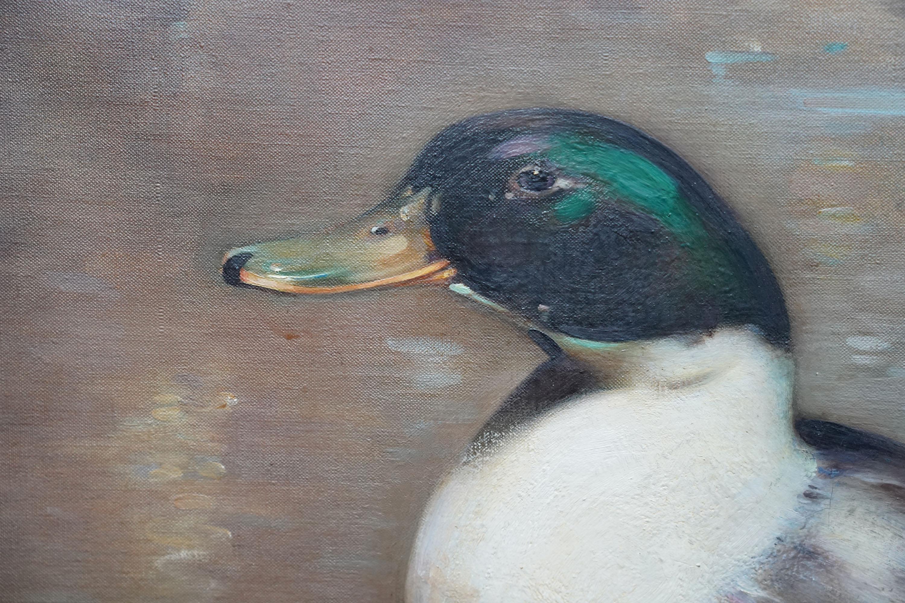 Retrato de pato azulón Drake - Pintura al óleo escocesa de arte animal de 1920 - Animal Painting Gris de Andrew Law