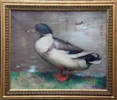 Ritratto di anatra domestica Drake - pittura ad olio scozzese del 1920