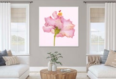 HIBISCO ROSA DELGADO, Fotografía, Chorro de tinta de archivo