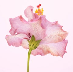 HIBISCO ROSA DELGADO, Fotografía, Chorro de tinta de archivo