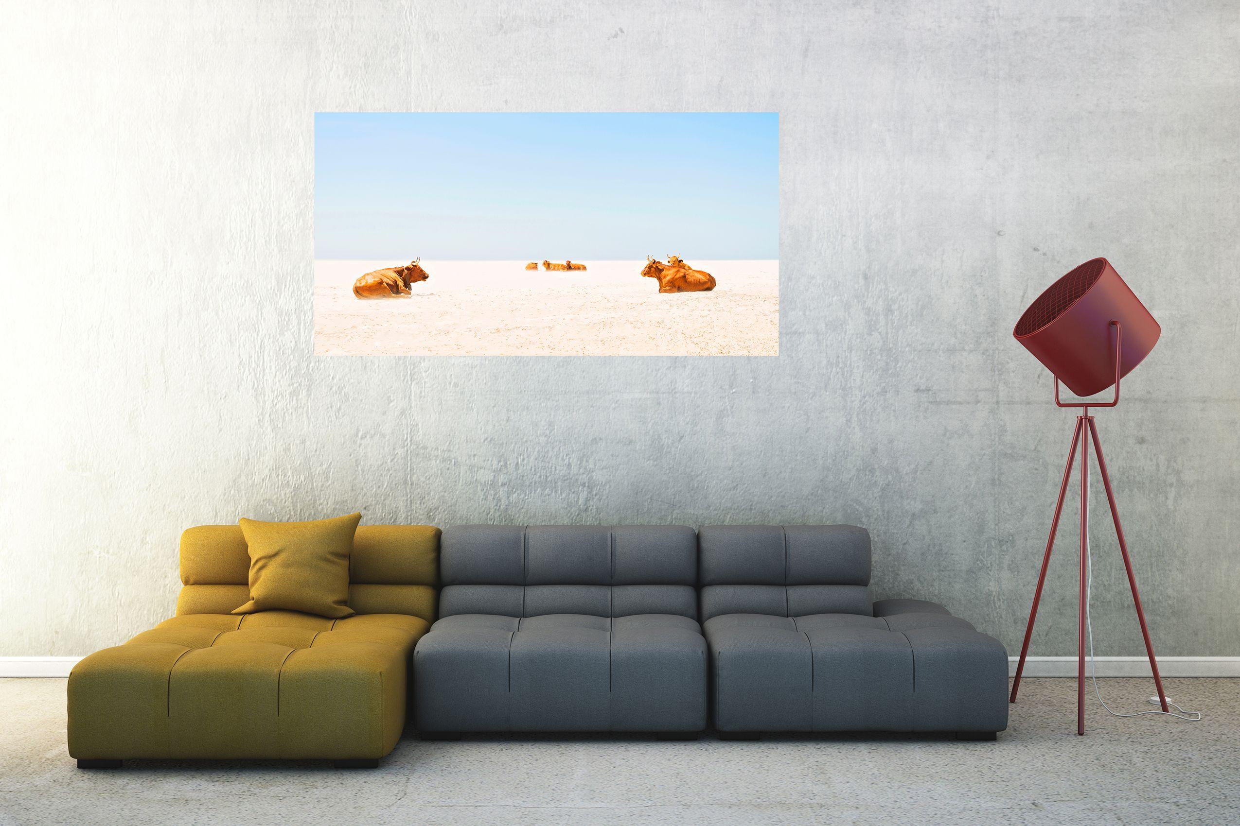 SUNBATHING COWS, Fotografie, C-Typ (Grau), Color Photograph, von Andrew Lever