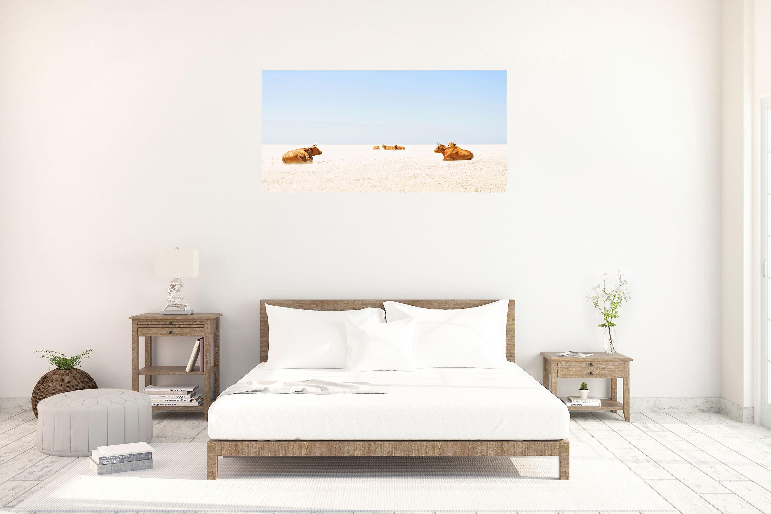 Ein amüsanter Farbfotodruck von Kühen beim Sonnenbaden an einem Sandstrand in Tarifa, Südspanien.    C Typ Farbdruck    Fuji Professional Mattes Papier    Limitierte Auflage Druck    Unterzeichnetes Echtheitszertifikat     :: Photographie :: Farbe
