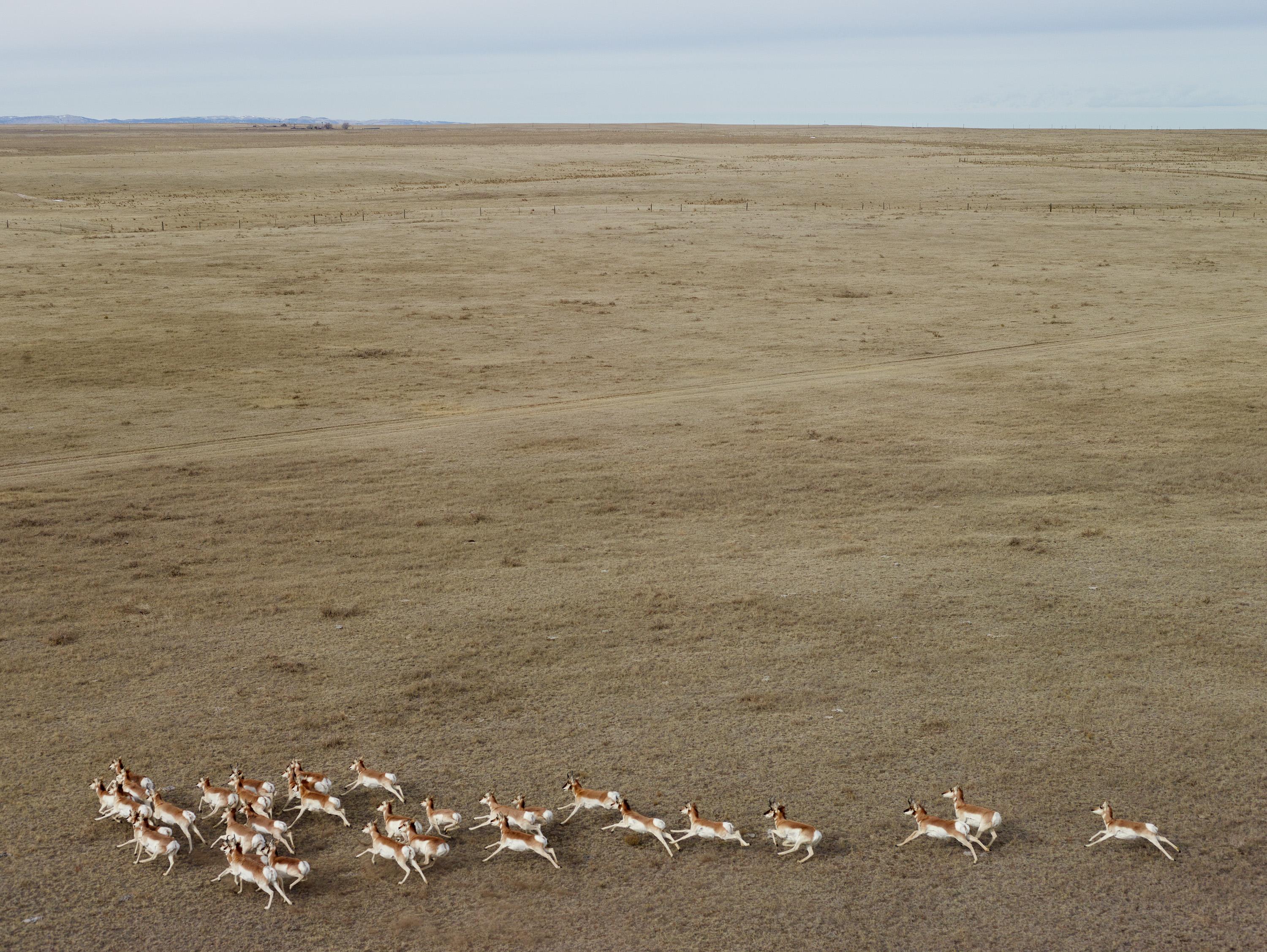 Archivalischer Pigmentdruck

Gabelbock Antilope, Niobrara County, Wyoming, 2013
Eine Herde wilder Antilopen, deren Zahl im Winter in die Hunderte gehen kann, durchstreift die Hochebene, die sich im Hintergrund bis zu den Big Horn Mountains