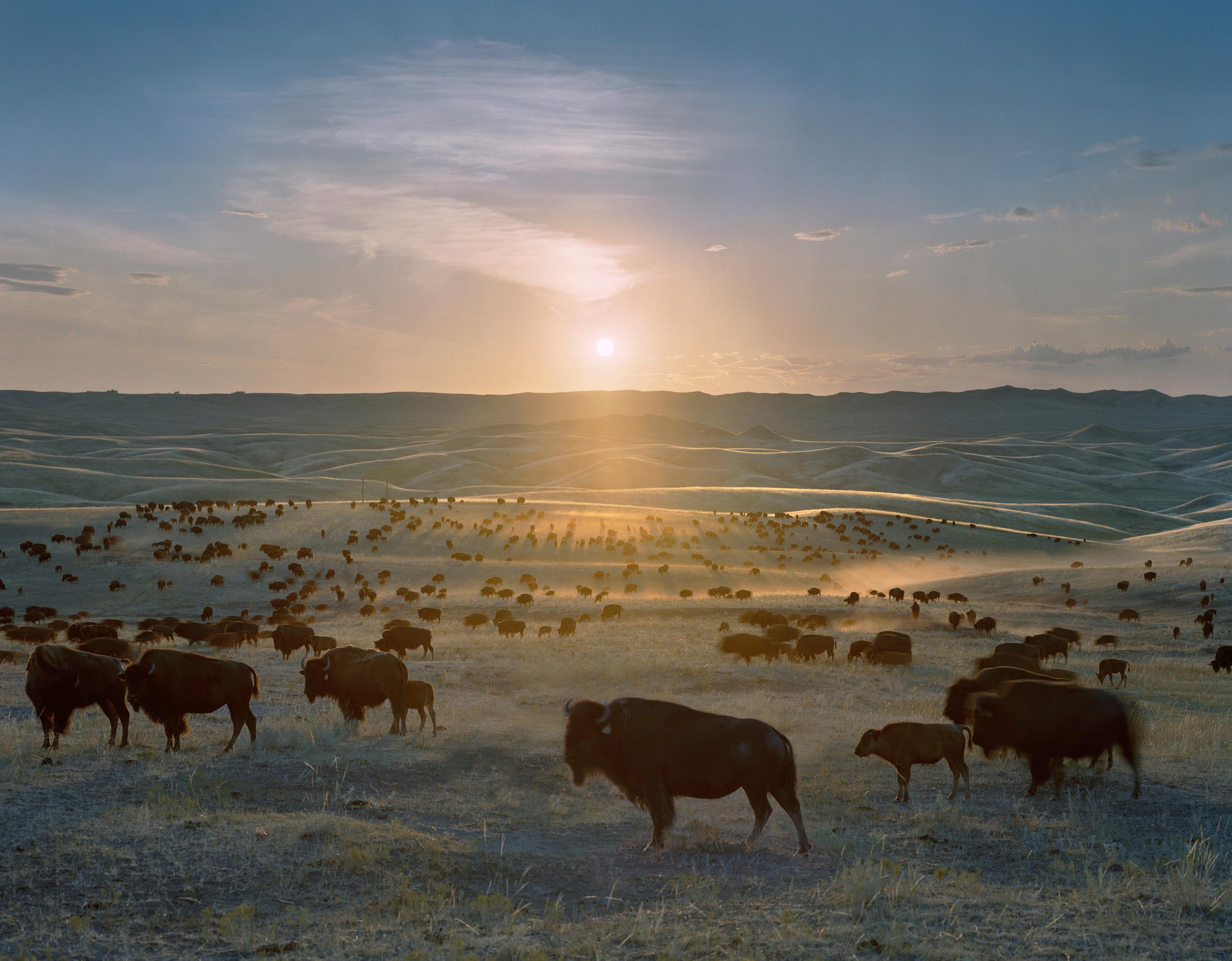 Archival Pigment Print

A buffalo can jump a six-foot gate, so for years buffalo ranchers built very substantial fences: six wires with taller posts.  Now they build a three- or four-wire fence and electrify one of the wires from time to time.  As