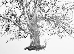 Andrew Wyeth, New Leaves, from The Four Seasons (after)