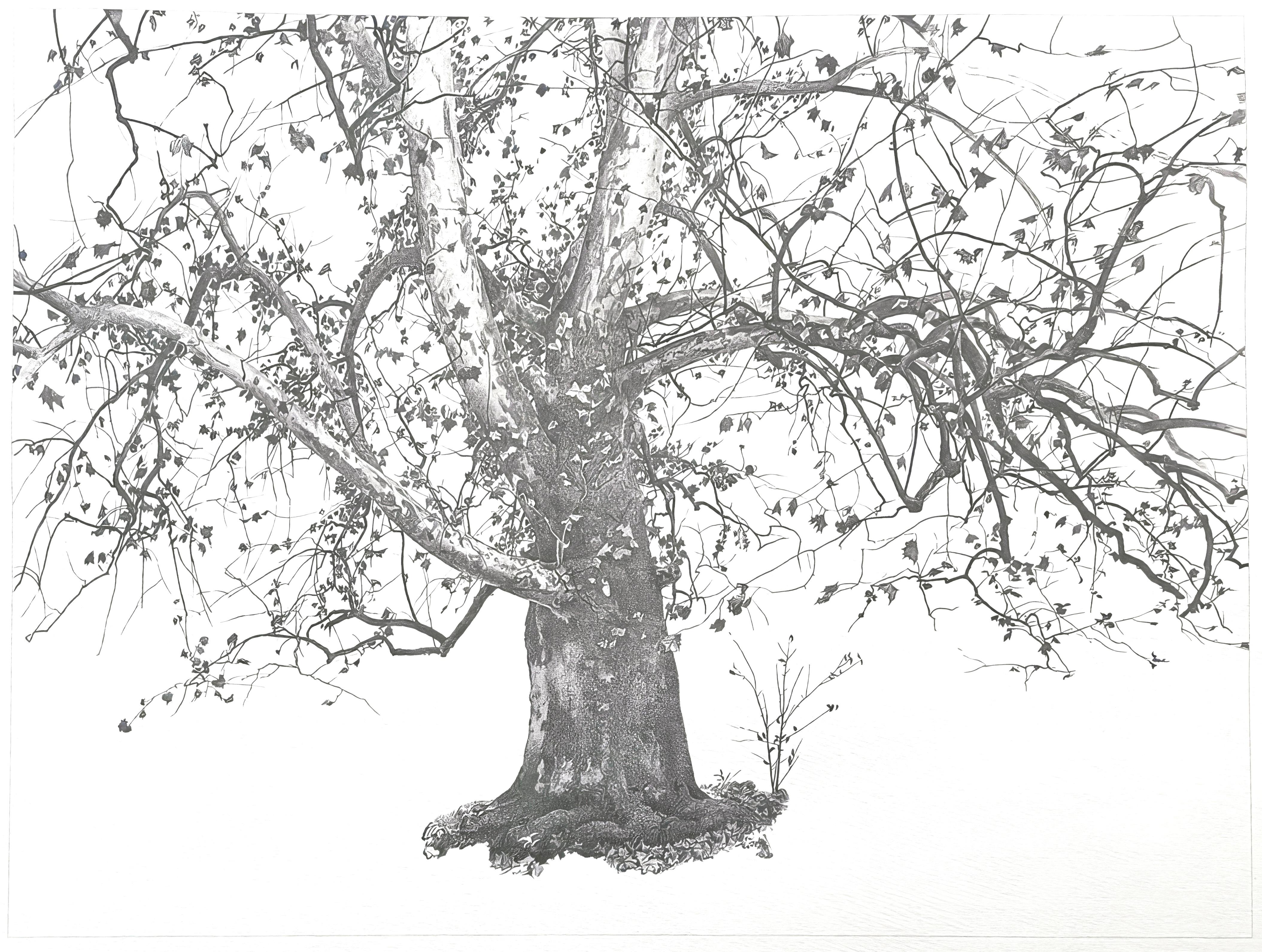 Andrew Wyeth, New Leaves, from The Four Seasons (after)