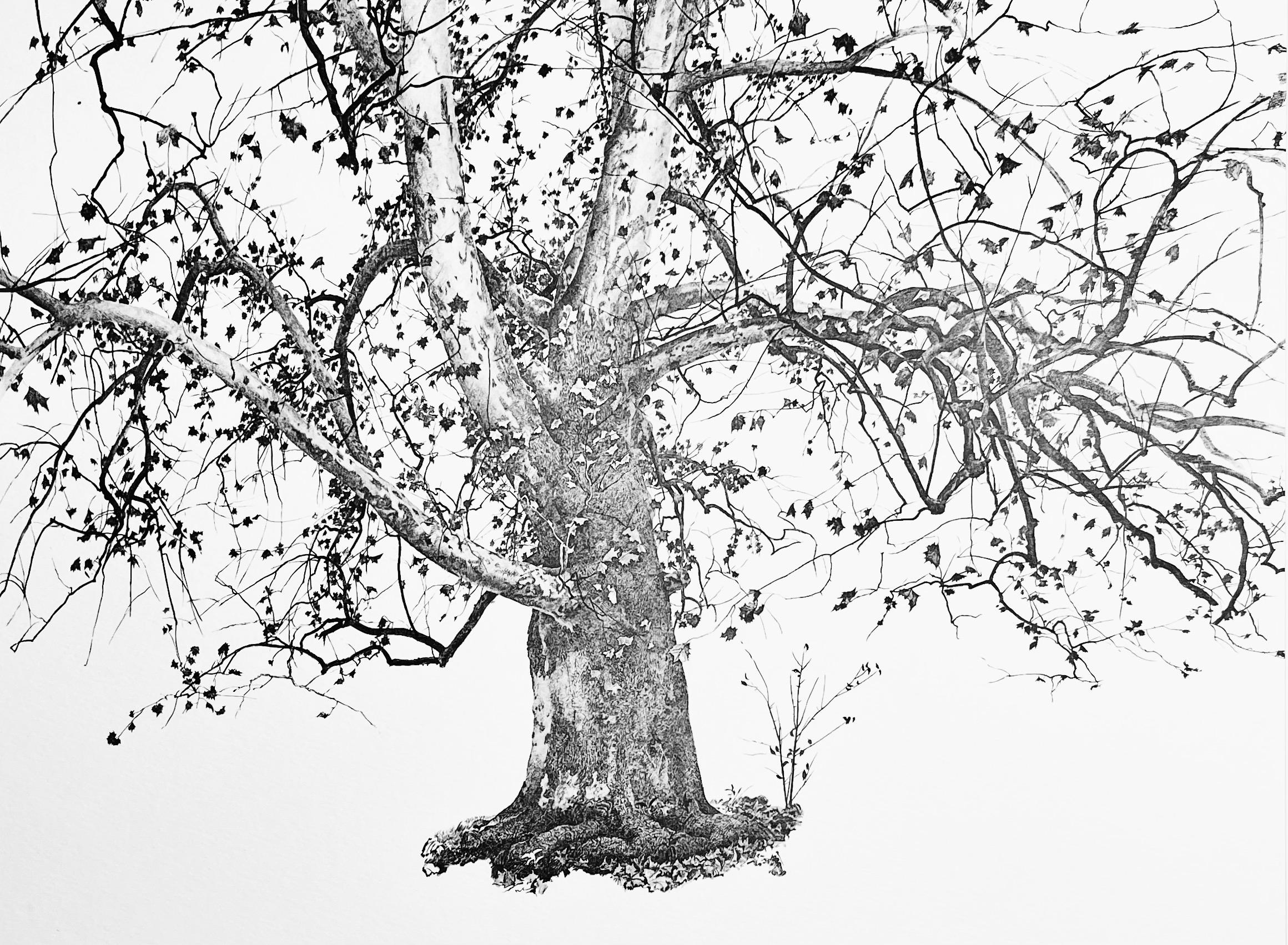 Wyeth (tariff free*), New Leaves, The Four Seasons (after)