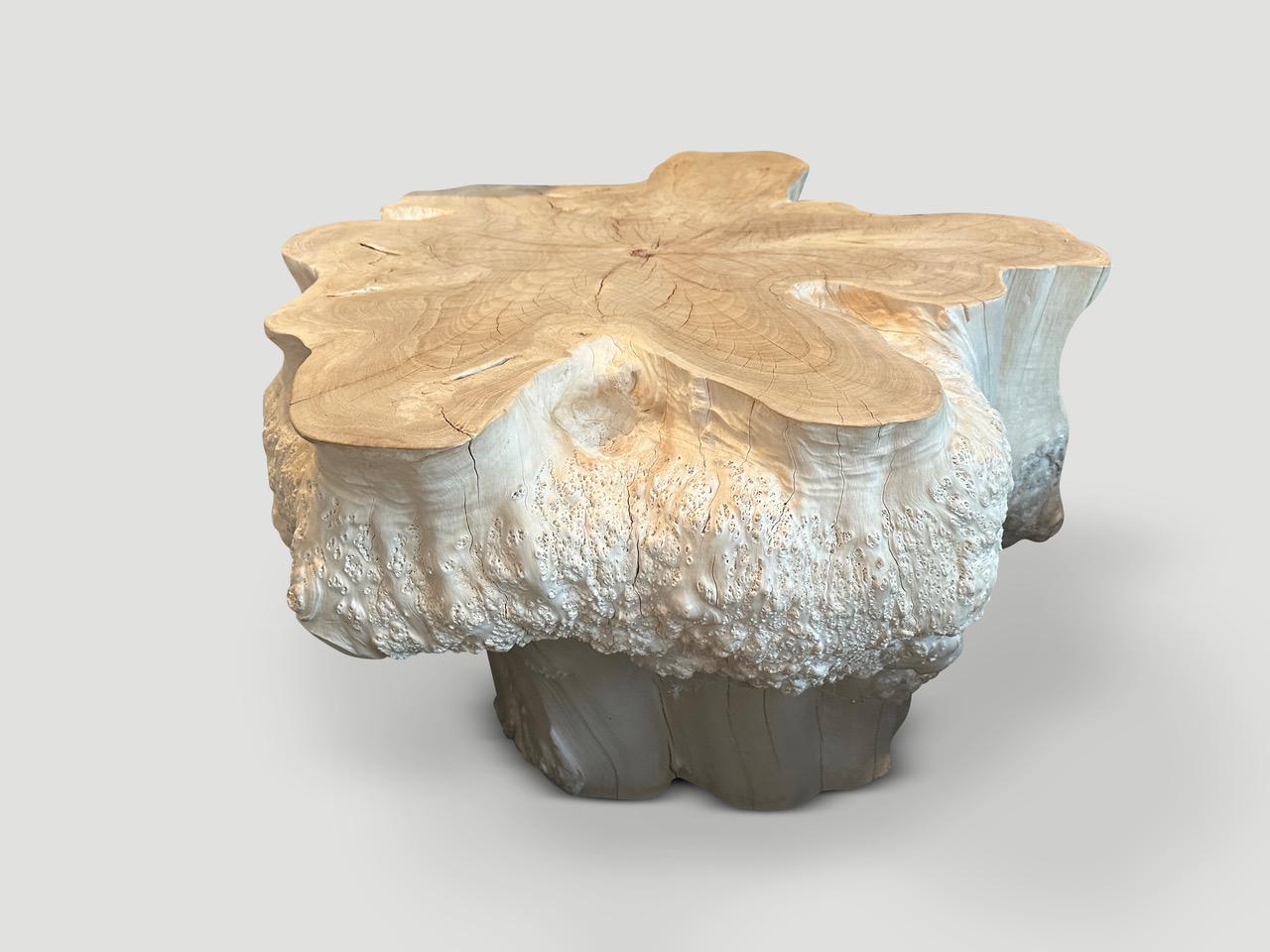 Impressive bleached teak wood pedestal, large side table or coffee table. Featuring the root of the tree with stunning natural markings that resemble clusters of pearls. This beautiful rare wood is the hardest to source. Sculptural and usable one of