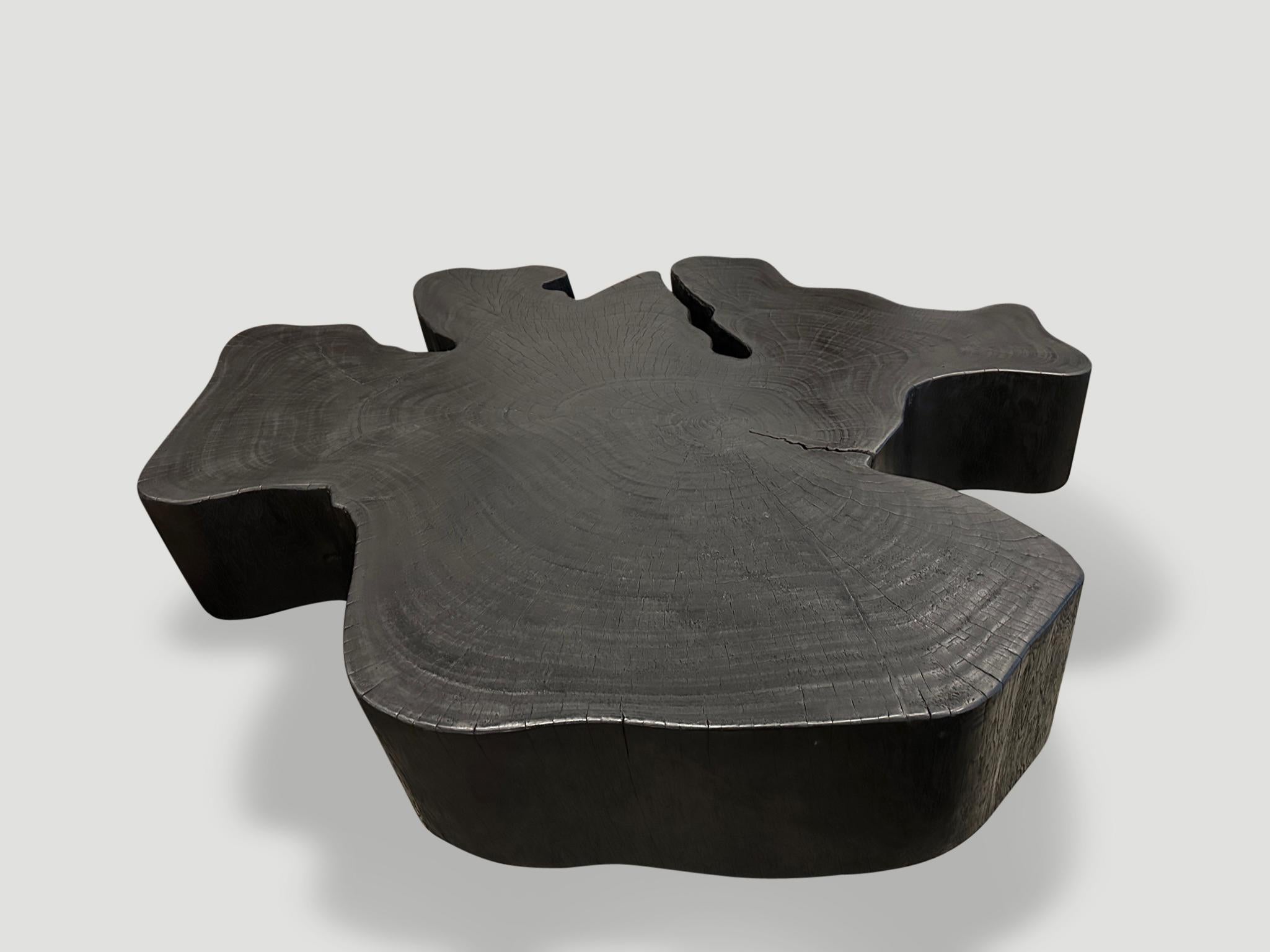 Beeindruckender Couchtisch aus aufgearbeiteten Mangowurzel-Platten, der auf minimalistischen Kegelbeinen zehn Zentimeter über dem Boden schwebt. Gebrannt, geschliffen und versiegelt, wobei die schöne Holzmaserung zum Vorschein kommt. Die Höhe kann