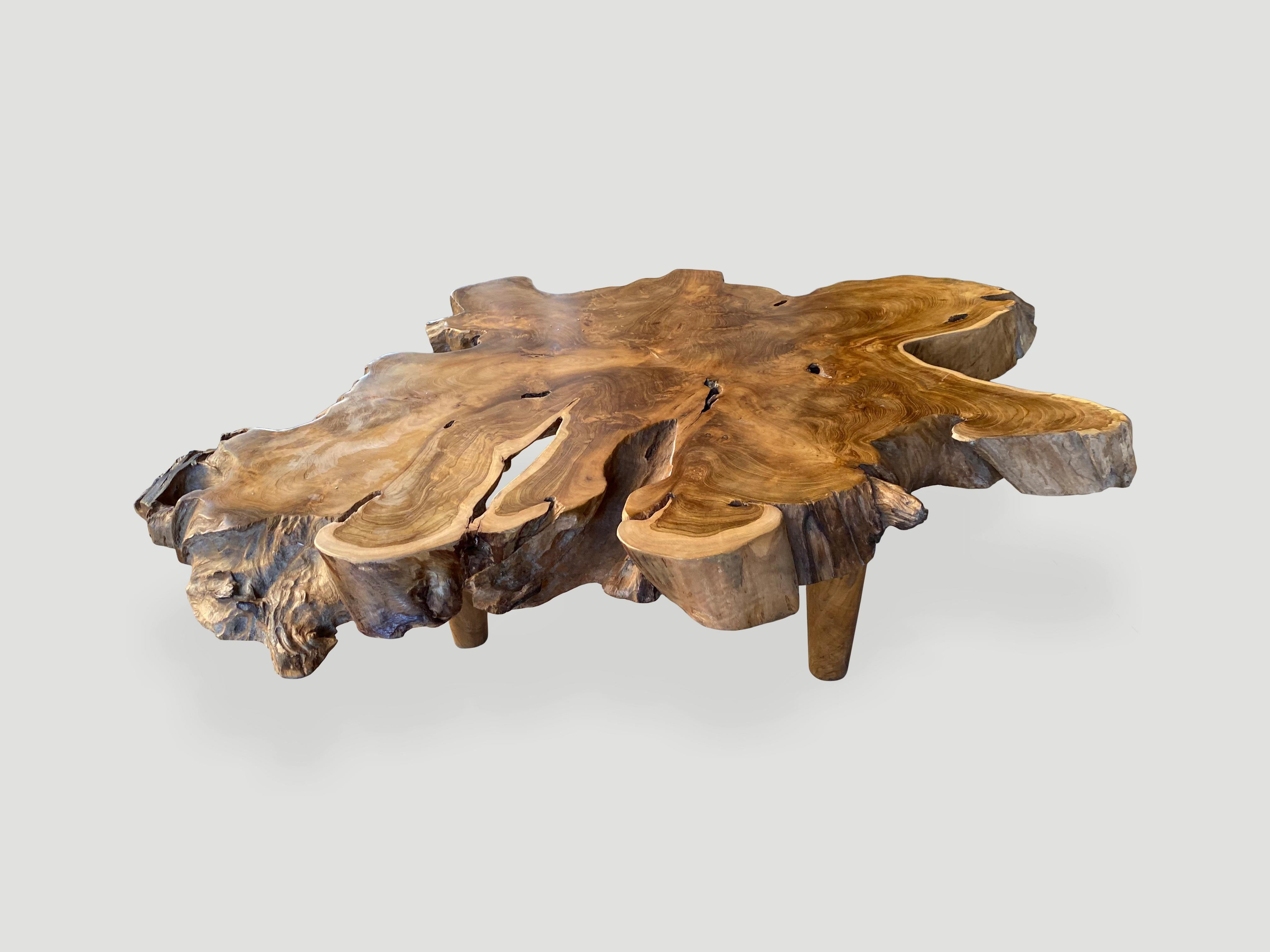 Impressive reclaimed four inch thick teak root coffee table. The top is polished with a natural oil finish and the sides left raw. Floating on mid century style cone shaped legs. Organic with a twist.

Own an Andrianna Shamaris