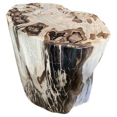 Andrianna Shamaris Ancient Petrified Wood Side Table or Coffee Table