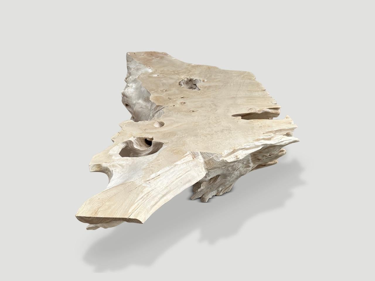 Impressive single teak root coffee table. The aged teak wood has been bleached and a polish has been added to the top for protection. On one side of this 100 year old root, a beautiful natural erosion has formed with fossilized details. A unique