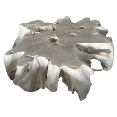Andrianna Shamaris Bleached Teak Wood Root Coffee Table