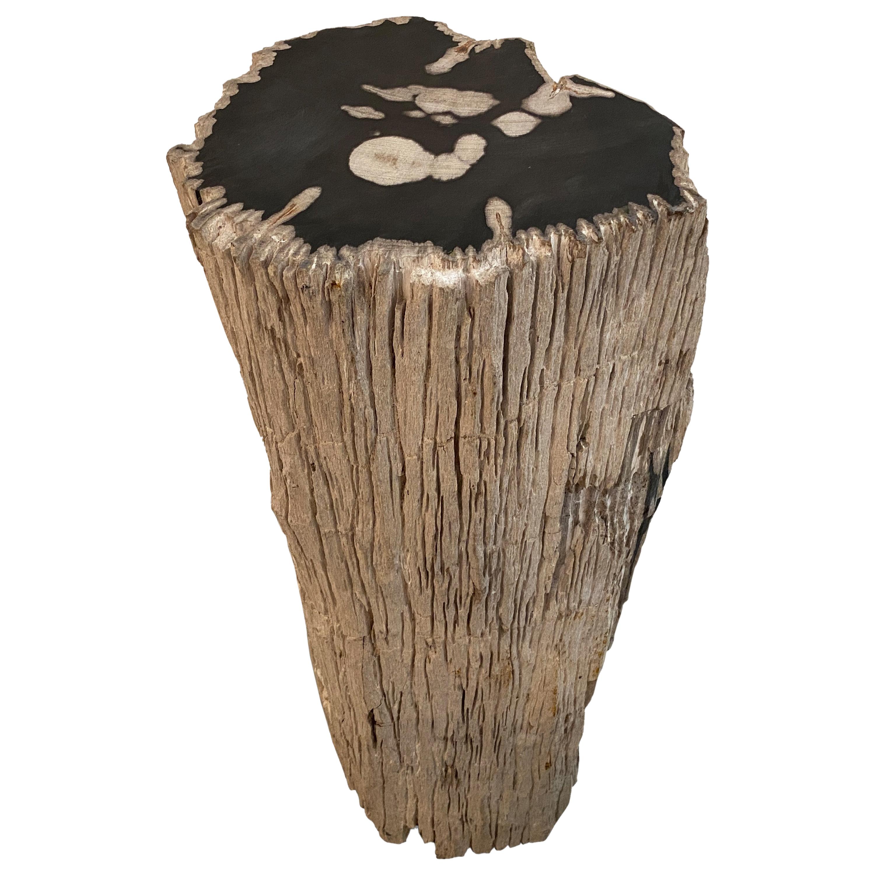 Andrianna Shamaris Contrasting Raw and Polished Petrified Wood Pedestal