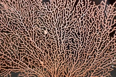 Andrianna Shamaris Coral Fan