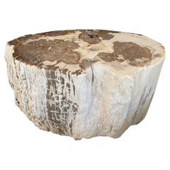 Andrianna Shamaris Exquisite Ancient Petrified Wood Side Table