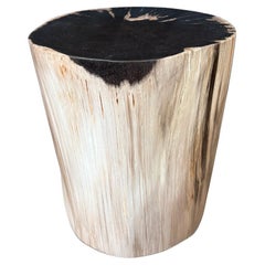 Andrianna Shamaris Exquisite High Quality Petrified Wood Side Table or Pedestal