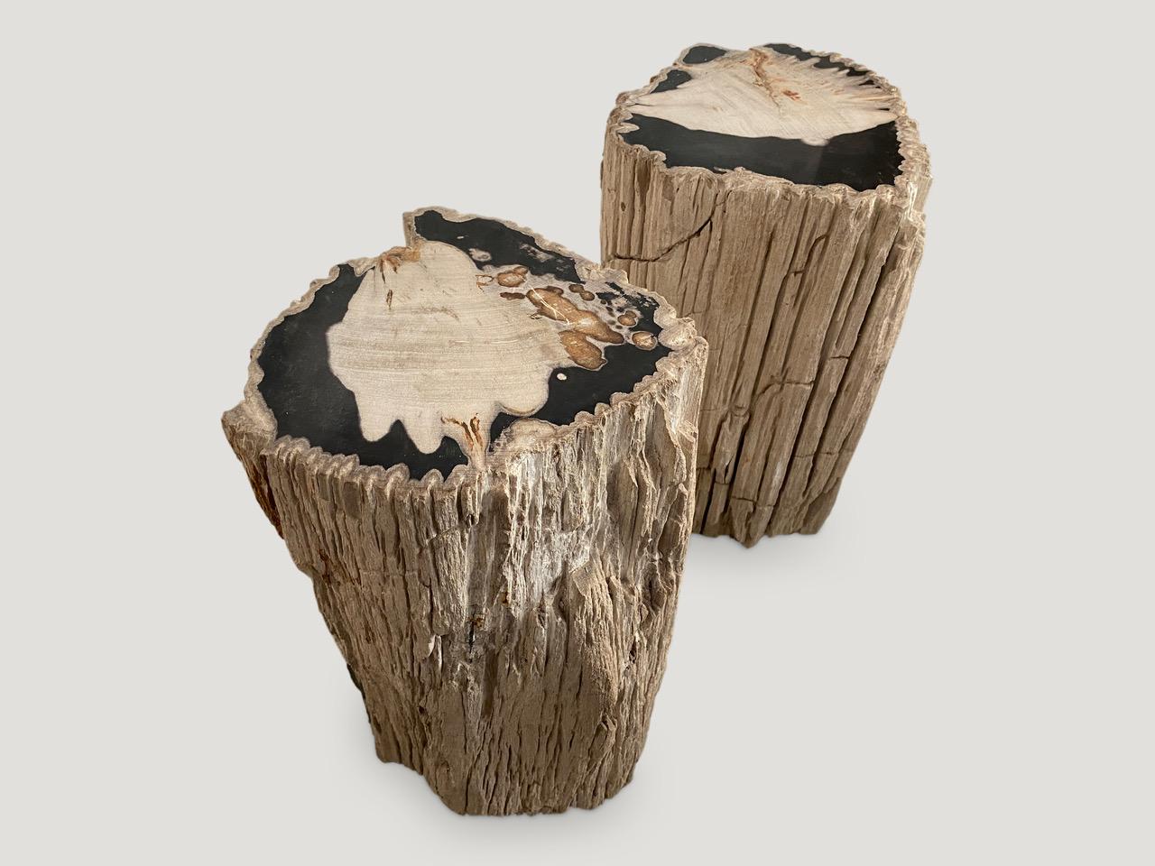 Andrianna Shamaris Exquisite Petrified Wood Side Table 3