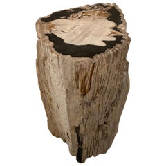 Andrianna Shamaris Exquisite Petrified Wood Side Table