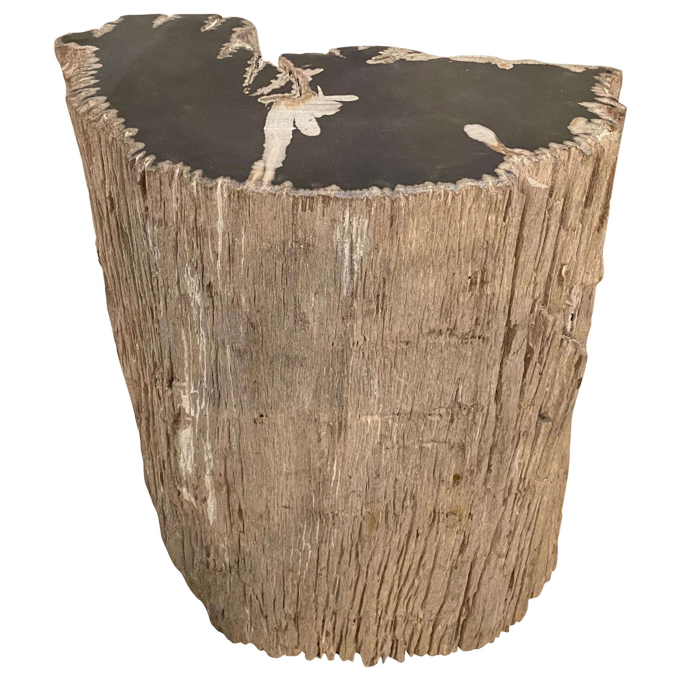 Andrianna Shamaris Fragment Petrified Wood Side Table or Coffee Table