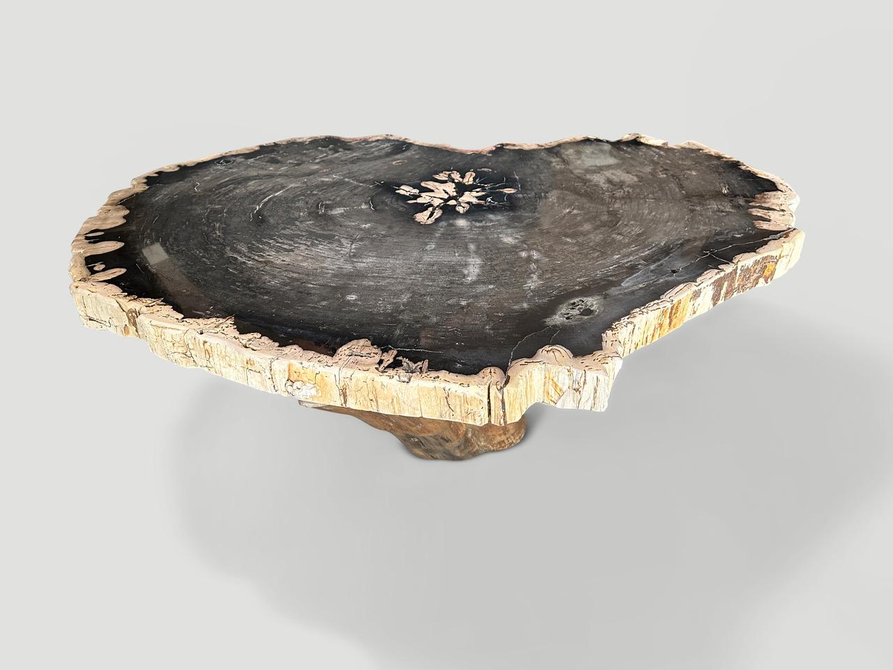 Impressive two inch thick, high quality petrified wood slab coffee table, resting on an organic teak base. It’s fascinating how Mother Nature produces these stunning 40 million year old petrified teak logs with such contrasting colors and natural