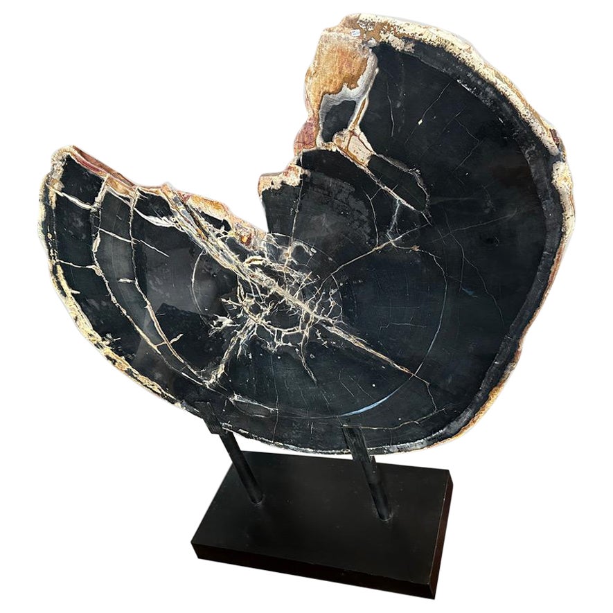 Andrianna Shamaris Escultura o mesa de centro de madera petrificada de alta calidad