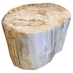 Antique Andrianna Shamaris High Quality Petrified Wood Side Table or Coffee Table