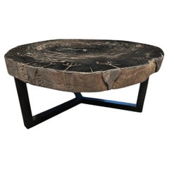 Impressionnante table basse en bois pétrifié de haute qualité Andrianna Shamaris 