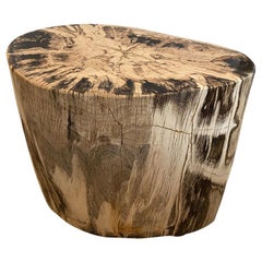 Andrianna Shamaris Impressive High Quality Petrified Wood Side Table