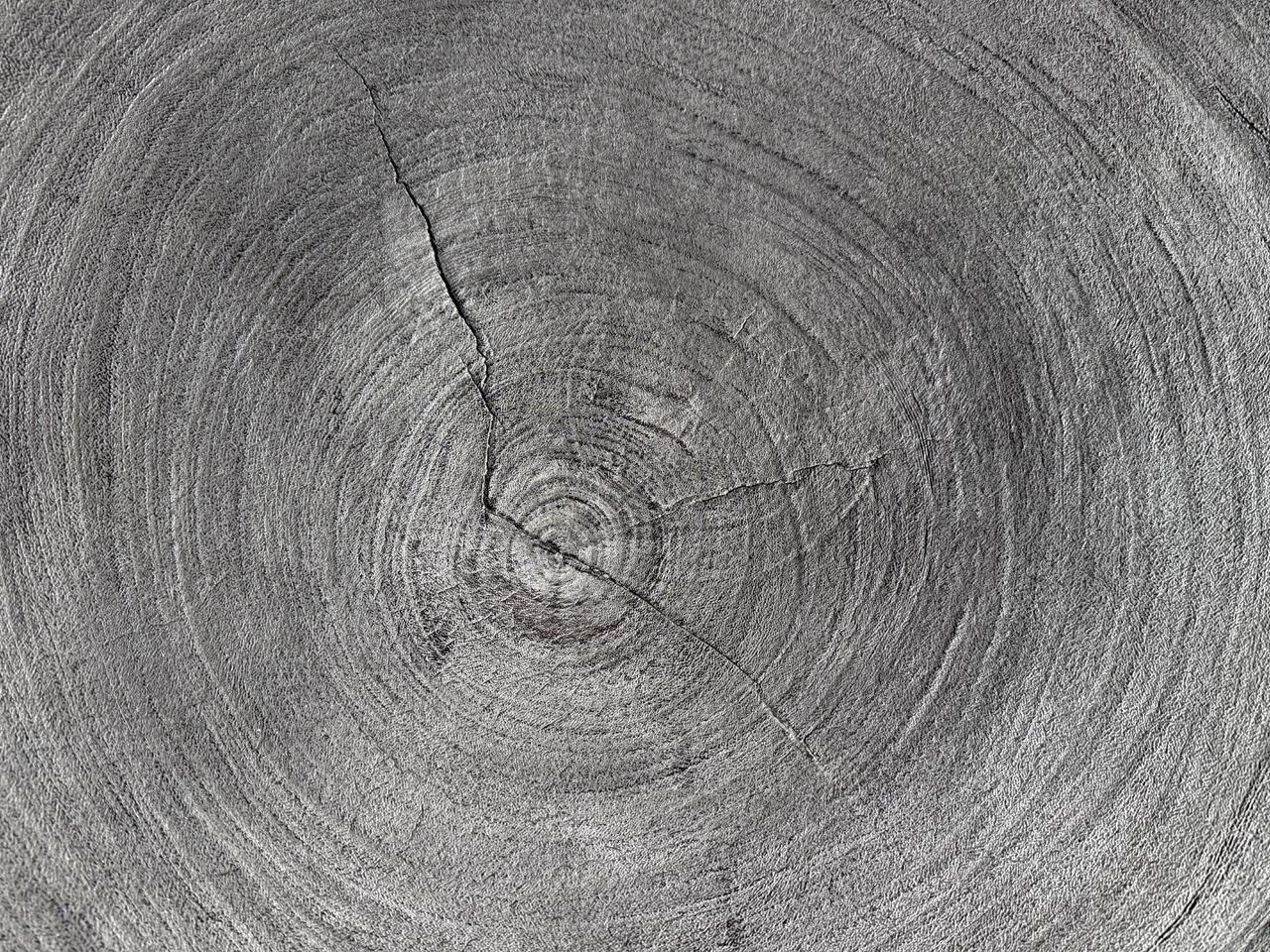Contemporary Andrianna Shamaris Impressive Large Suar Wood Charred Platter For Sale