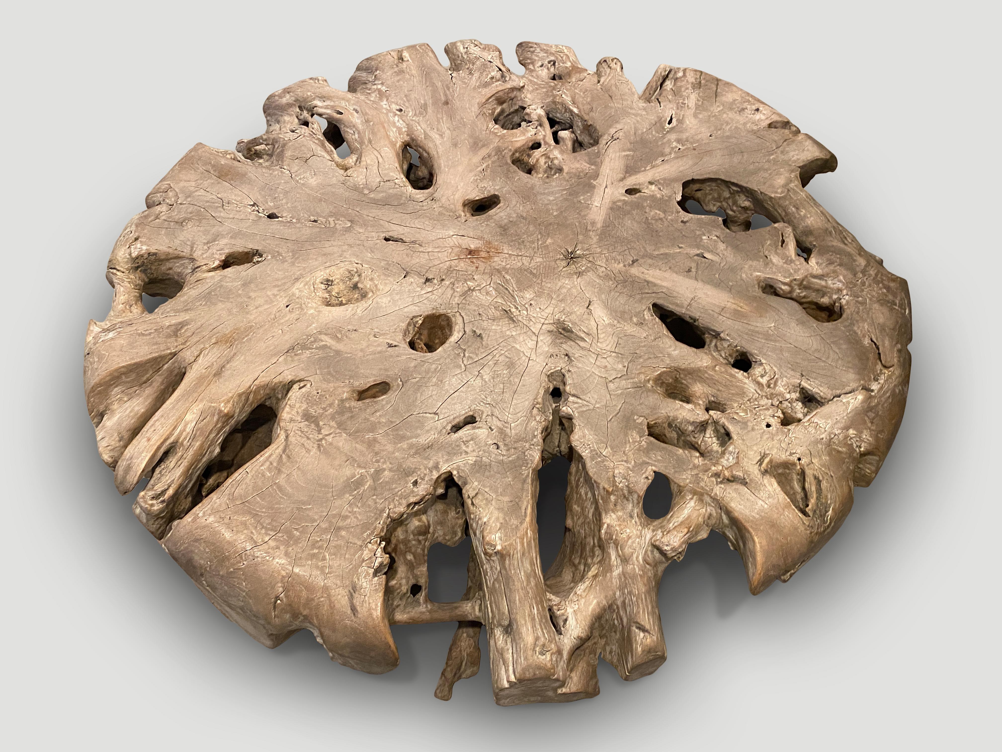 Organic Modern Andrianna Shamaris Impressive Large Teak Root Coffee Table For Sale