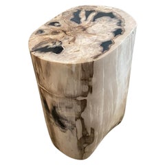 Antique Andrianna Shamaris Impressive Petrified Wood Side Table