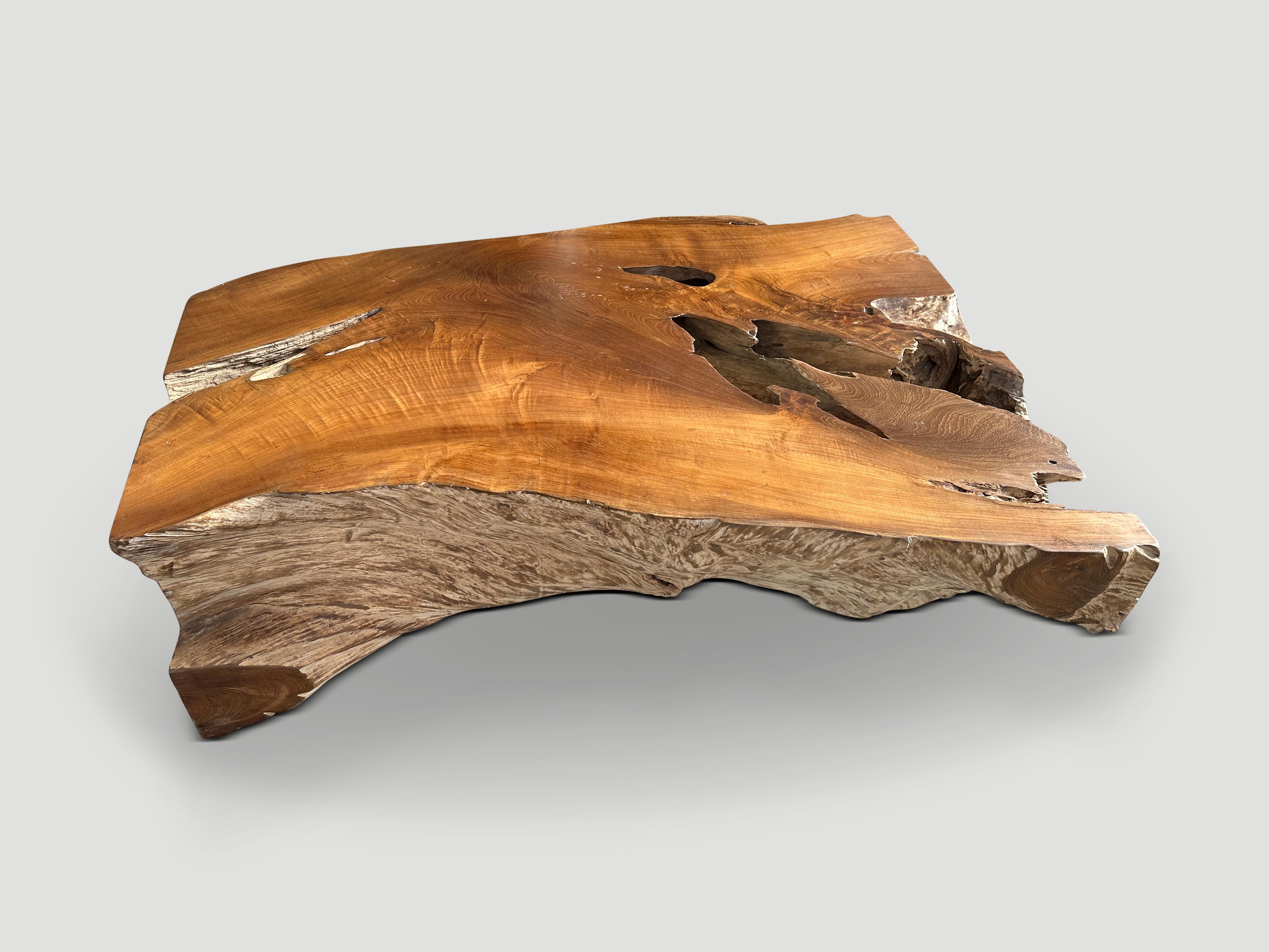 Andrianna Shamaris Impressive Single Teak Root Coffee Table In Excellent Condition For Sale In New York, NY