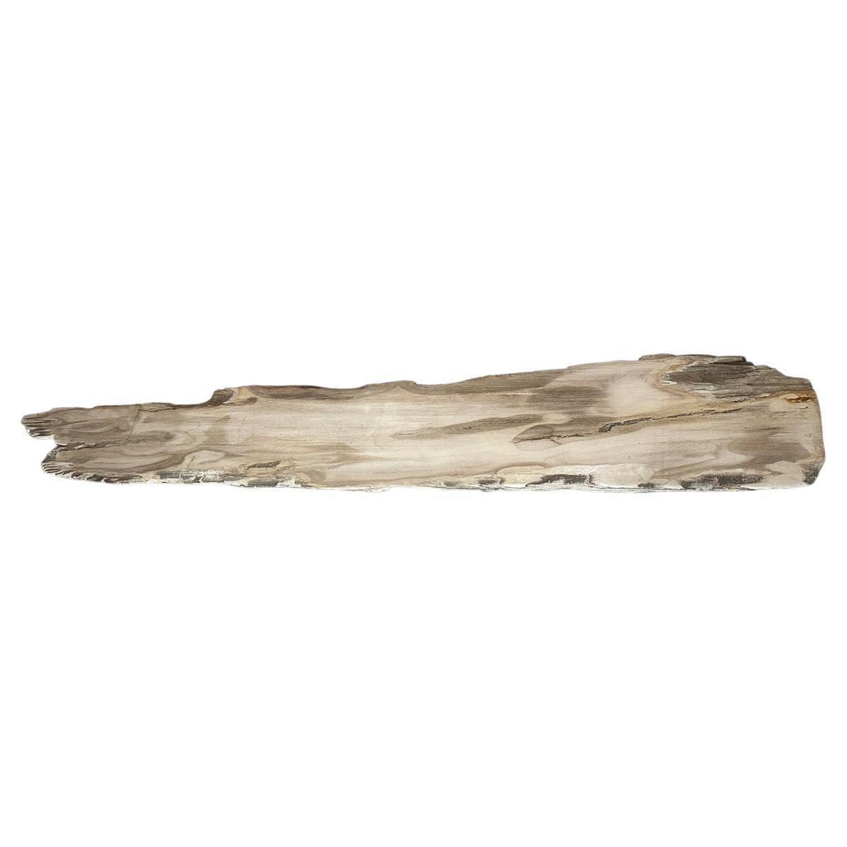 Andrianna Shamaris Live Edge Petrified Wood Console Top or Shelf