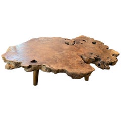 Andrianna Shamaris Live Edge Single Root Teak Wood Coffee Table