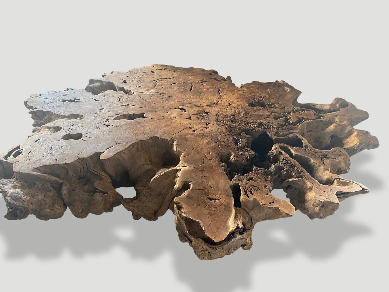 A one hundred year old teak wood root, expertly crafted into a beautiful coffee table of immense size. This magnificent piece is part of my exclusive private collection. We first sanded the entire piece, leveled out the bottom and finally added a