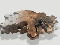 Andrianna Shamaris Mesa de centro monumental de madera de teca de raíz rara