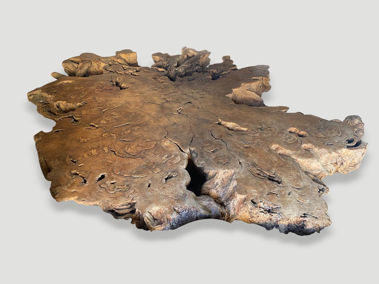 Organic Modern Andrianna Shamaris Monumental Rare Teak Wood Root Coffee Table For Sale