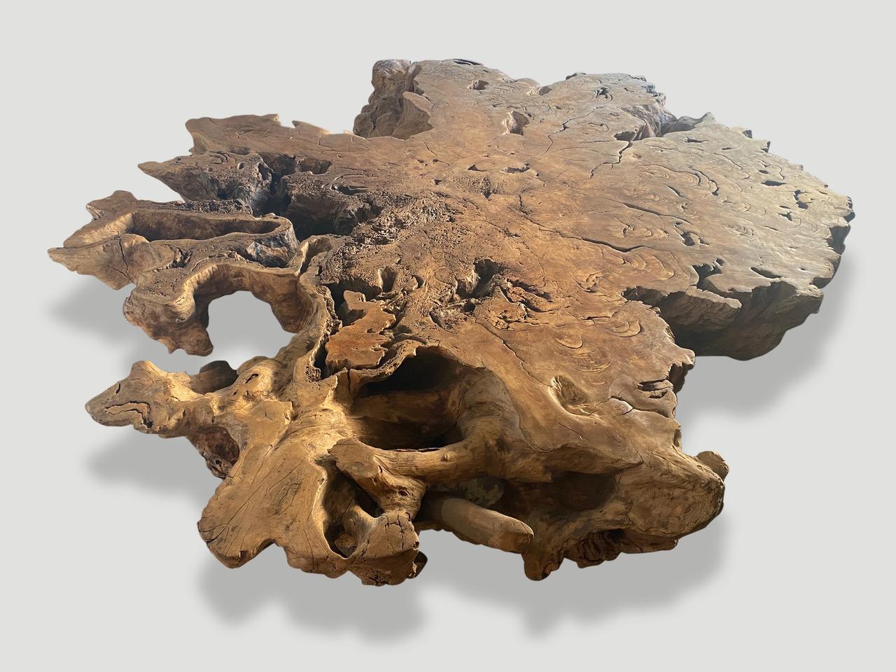 Contemporary Andrianna Shamaris Monumental Rare Teak Wood Root Coffee Table For Sale
