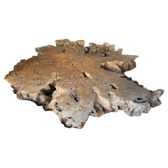 Andrianna Shamaris Monumental Rare Teak Wood Root Coffee Table