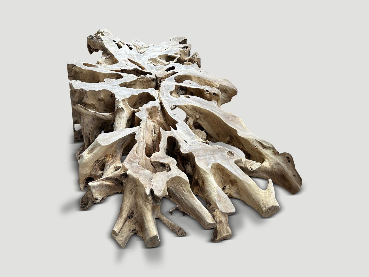 An impressive 100 year old teak root, with a rare rock formation. This natural process occurs as the teak root attaches itself to the rocks below. The root grows together organically with rocks thus forming a unique structure . We enhance the beauty
