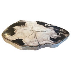 Andrianna Shamaris Petrified Wood Black and White Slab