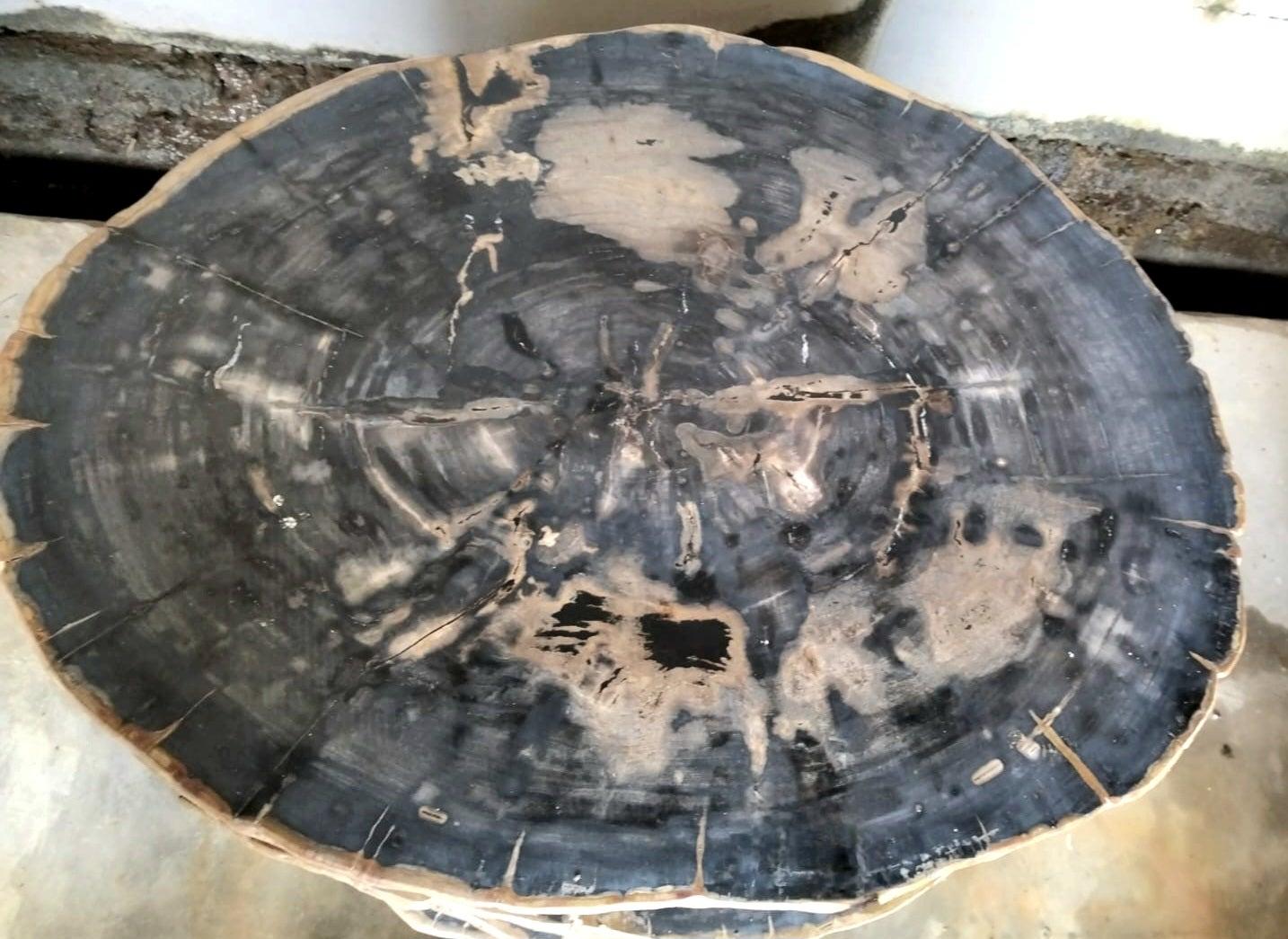 Andrianna Shamaris Mesa de centro de madera petrificada con base de teca--VIVIAN Siglo XXI y contemporáneo en venta