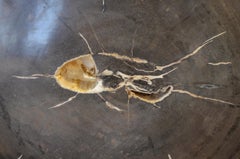 Andrianna Shamaris Petrified Wood on Stand