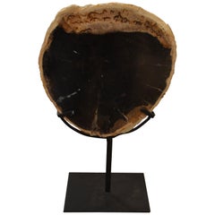 Andrianna Shamaris Petrified Wood on Stand