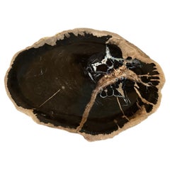 Andrianna Shamaris Petrified Wood Shallow Dish