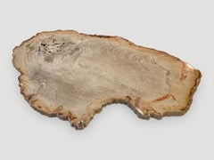 Andrianna Shamaris Petrified Wood Slab